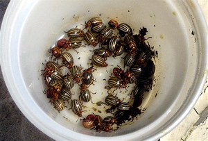 Picked 30 July on two rows of potato plants