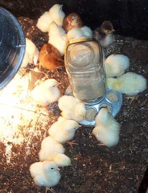 Murray McMurray day old chicks
