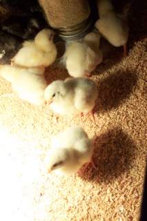 Fuzzy chicks
