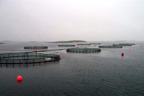 Salmon Pens