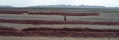 Windrows of peppers drying in the desert along the highway