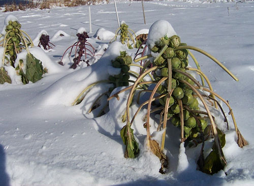 Brussel Sprouts in garden in Monroe Maine