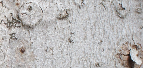 Beech Bark