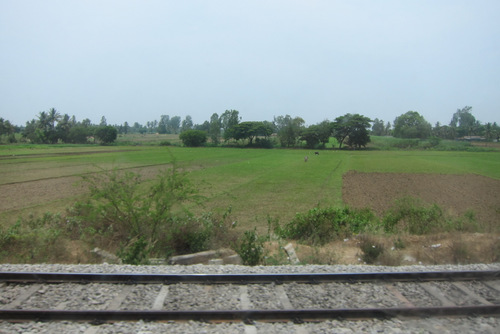 large rice paddy between Bangalore and Mysore