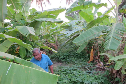 banana cropping in biodynamic trenches