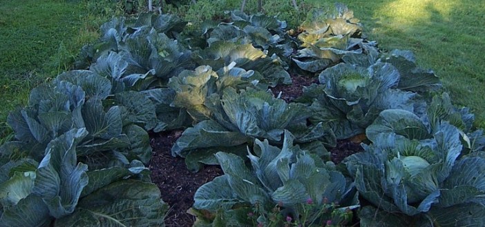 cabbages