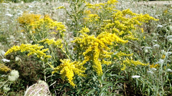 IMG_20160820_145215020